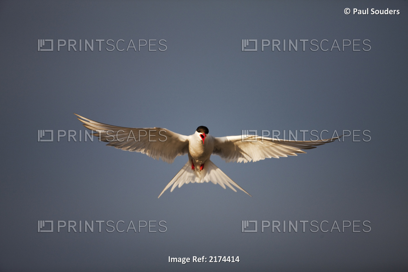 Arctic Tern Hovering Above A Small Pond While Fishing For Food, Longyearbyen, ...