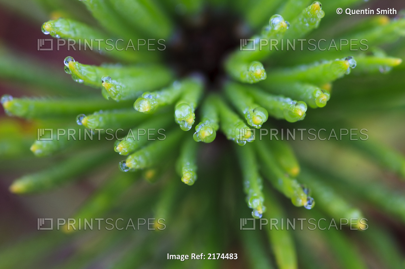 Close Up Of Water Droplets On The Tips Of A Shore Pine, Wrangell Island, Alaska