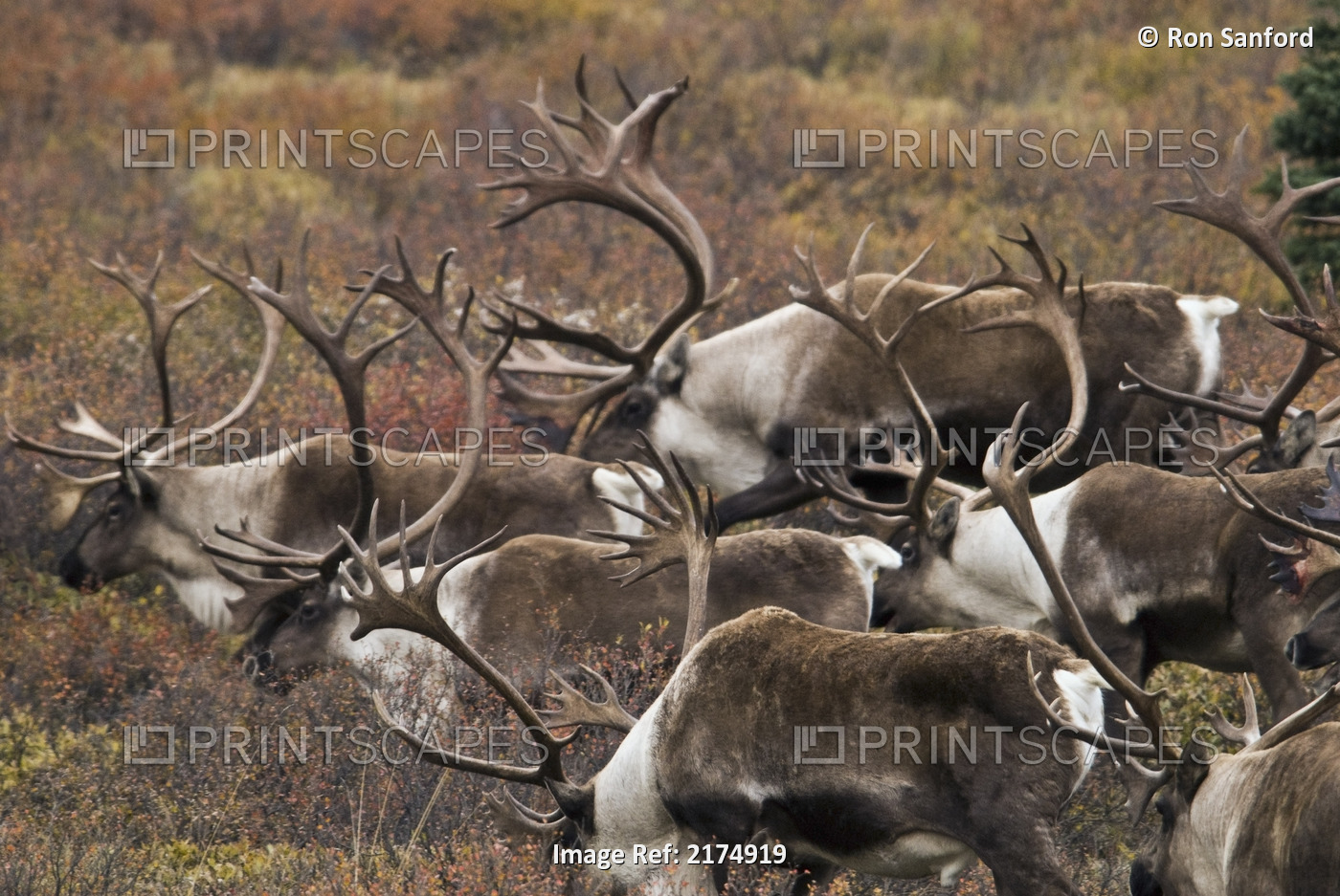 Group Of Bull Caribou Begin To *Herd Up* For The Fall Migration In Denali ...