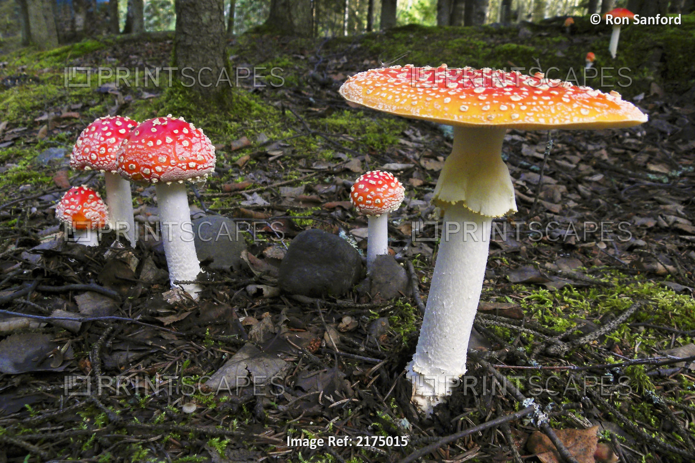 Close Up Of Fly Agaric Mushrooms In The Forest Understory, Alaska