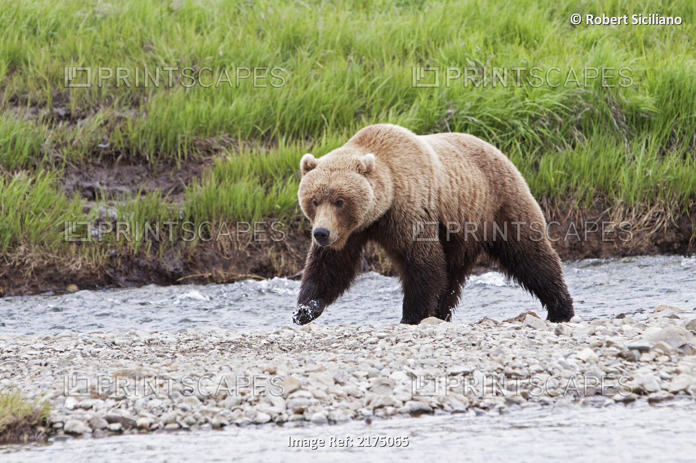 An Adult Brown Bear Walks Along A Rocky Island In Mikfik Creek, Mcneil River ...