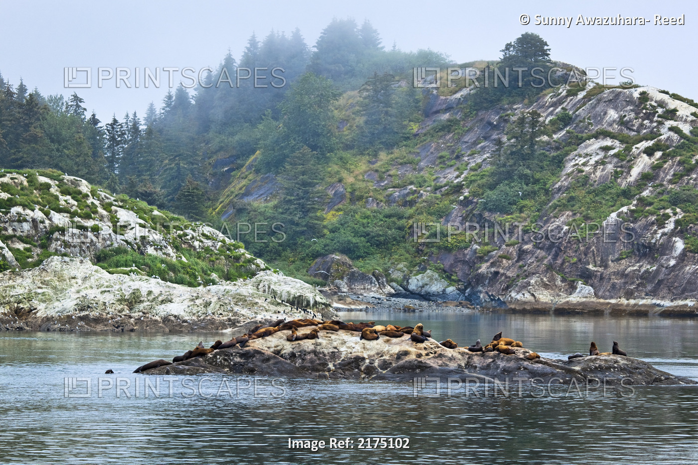Sea Lions Resting On The Rock At South Marble Island, Glacier Bay National Park ...
