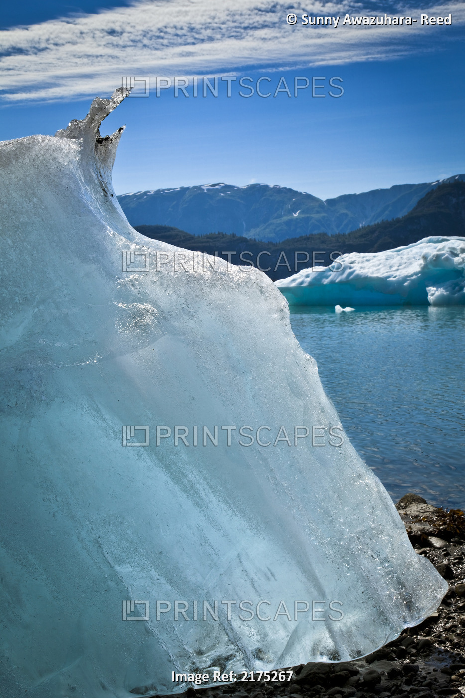 Icebergs From Mcbride Glacier Stranded On Shore At Low Tide, Muir Inlet, ...
