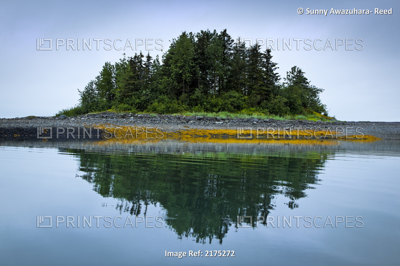 Grove Of Green Trees On Small Island Reflecting In The Waters Of Sebree Cove, ...