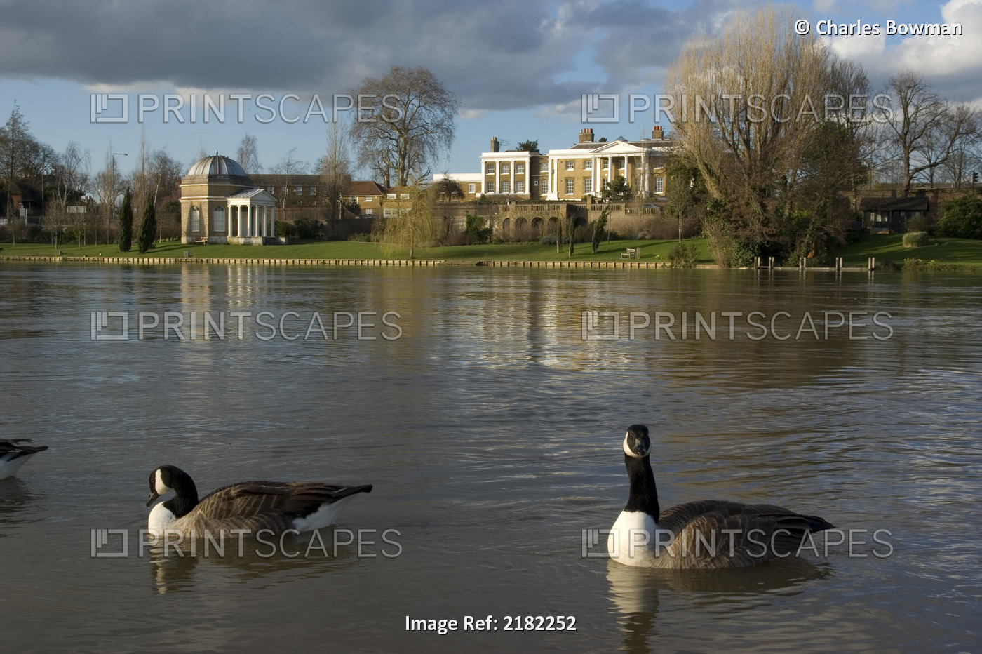 Europe, Uk, England, Surrey, Molesey, River Thames With Geese