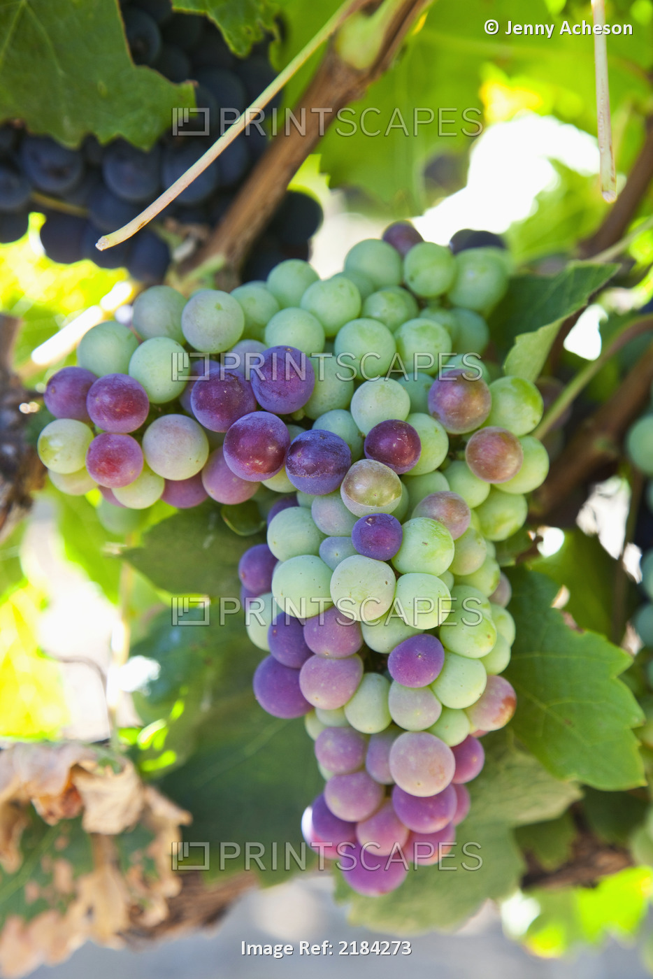 South Africa, Scenes At Constantia Vineyard; Cape Town, Grapes In Shape Of ...