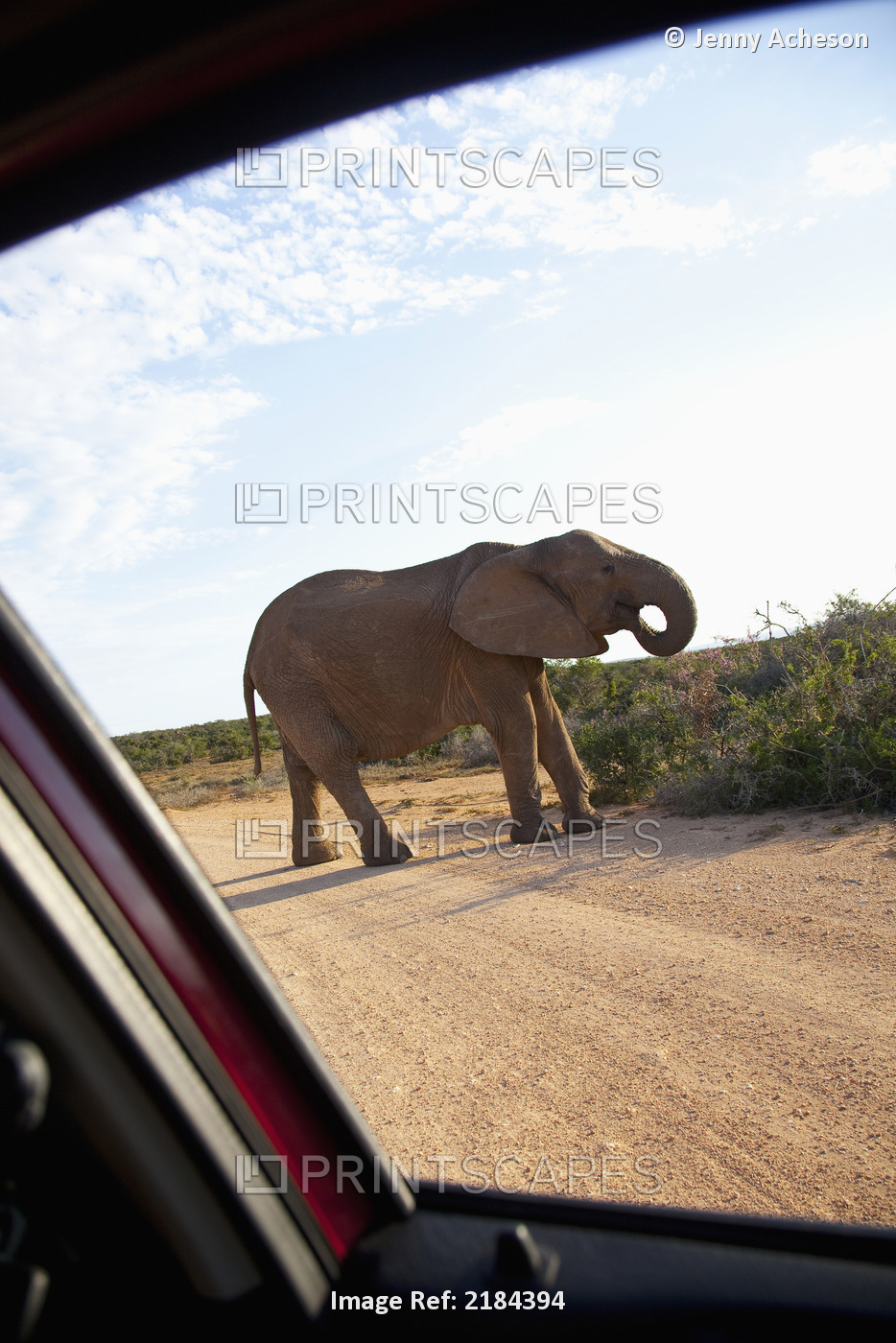 South Africa, Garden Route, Elephant Seen From Safari Jeep; Addo Elephant ...
