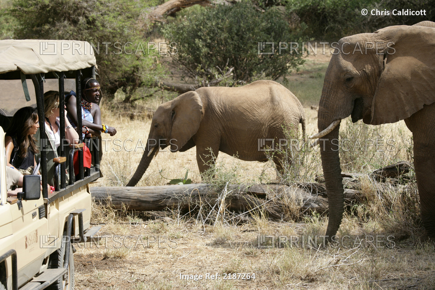 Elephants On Safari, Samburuland; Samburu, Kenya