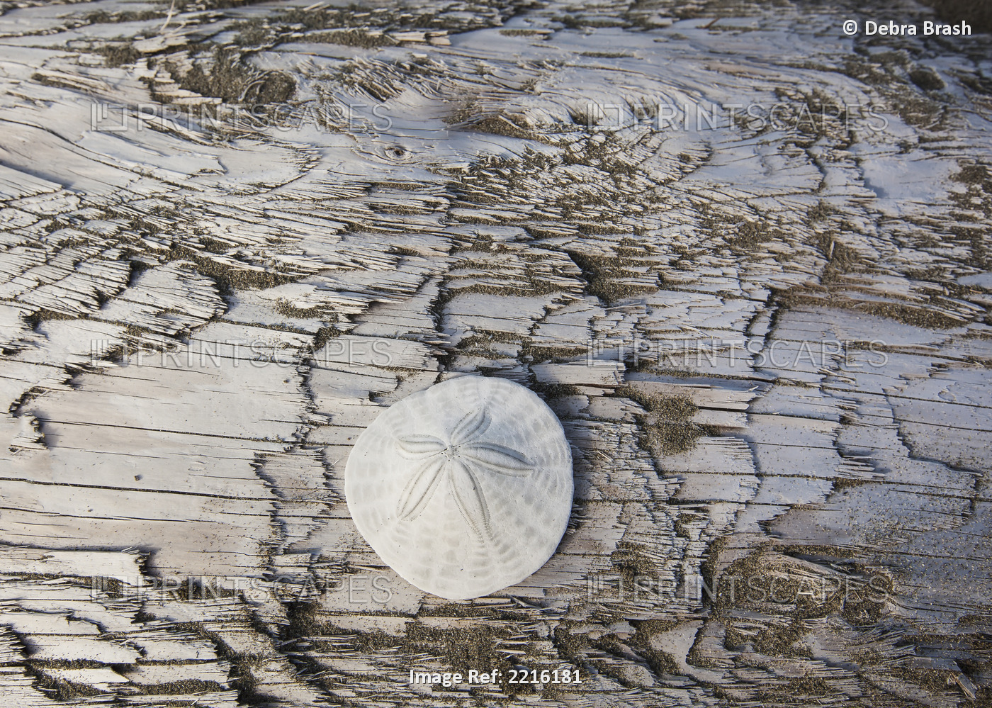 A sandollar on a piece of driftwood on coastal british columbia;Vancouver ...