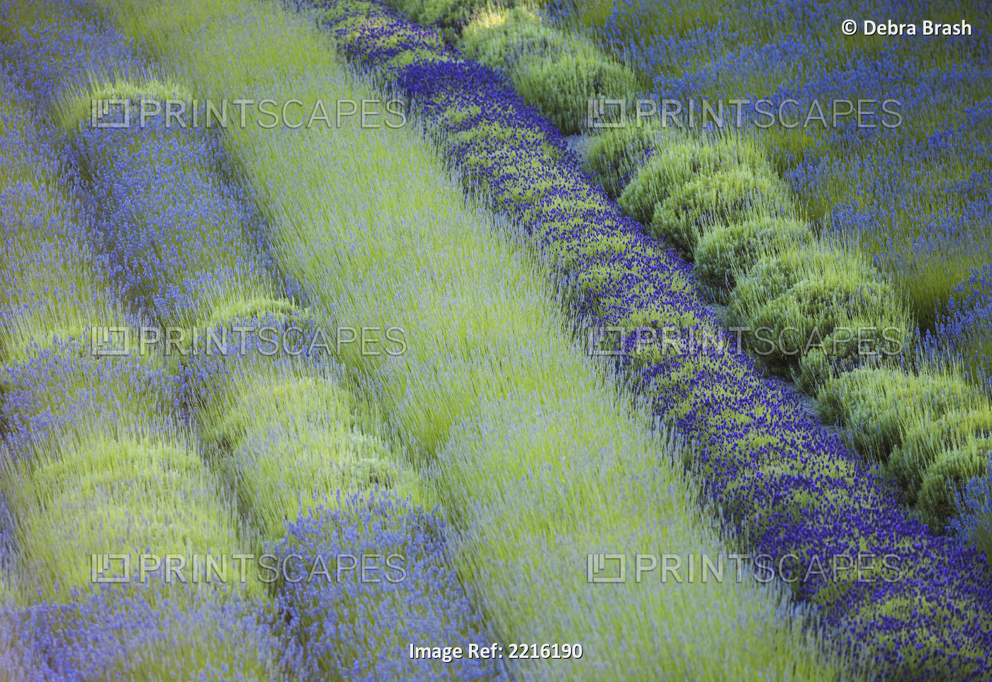 Rows of different lavender plants in a field in the cowichan valley;British ...