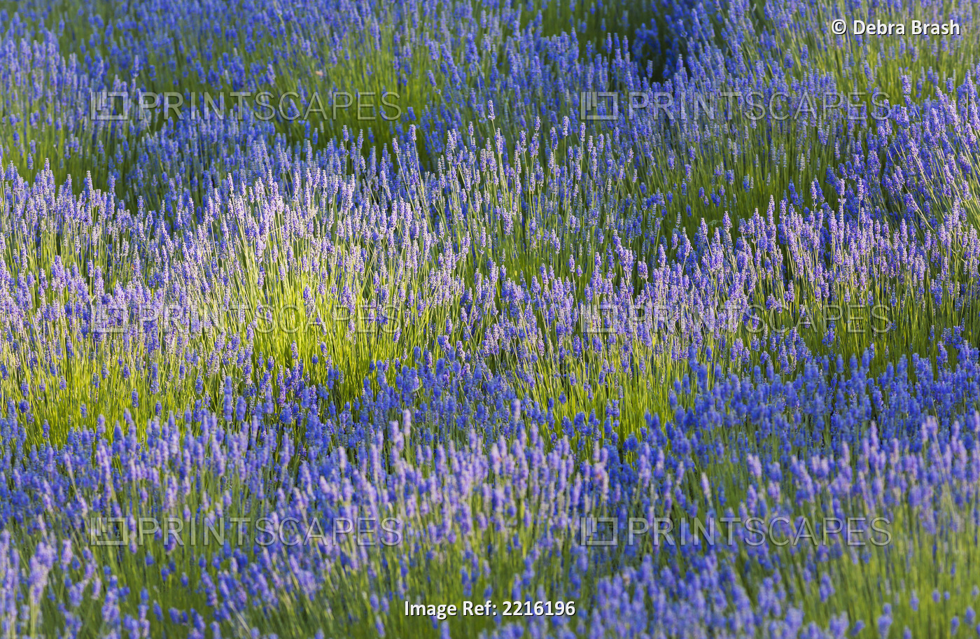 Rows of lavender plants in a field in the cowichan valley;Vancouver island ...