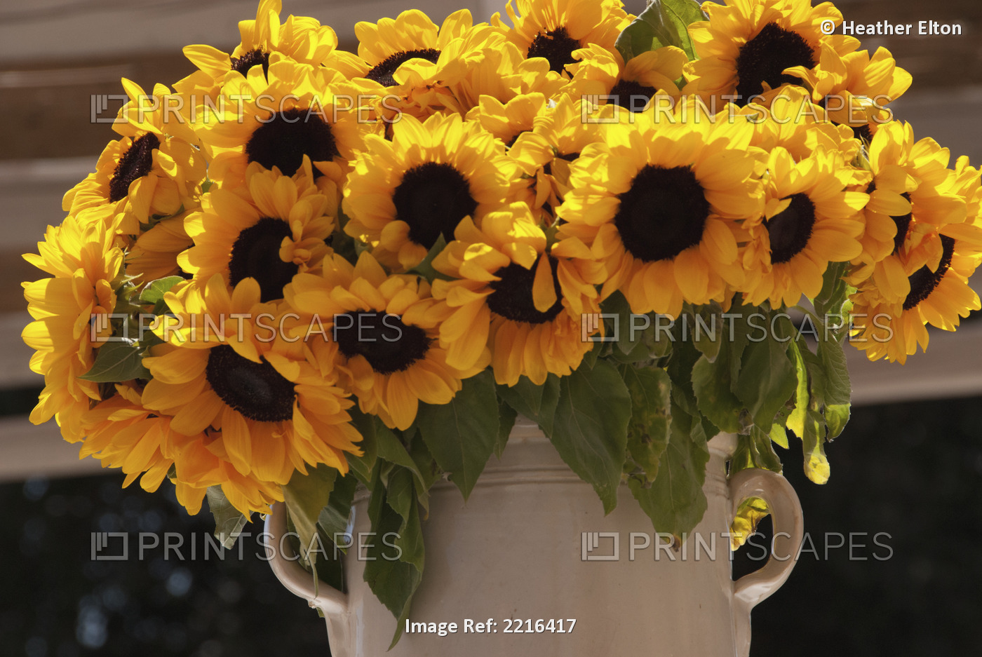 Sunflowers In A Ceramic Vase, Puglia, Italy