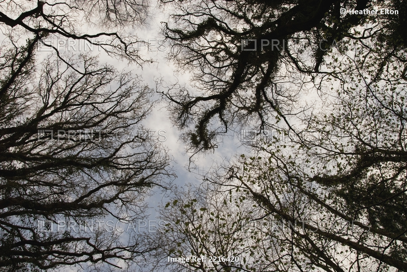 Overhead Trees In Exmoor, United Kingdom