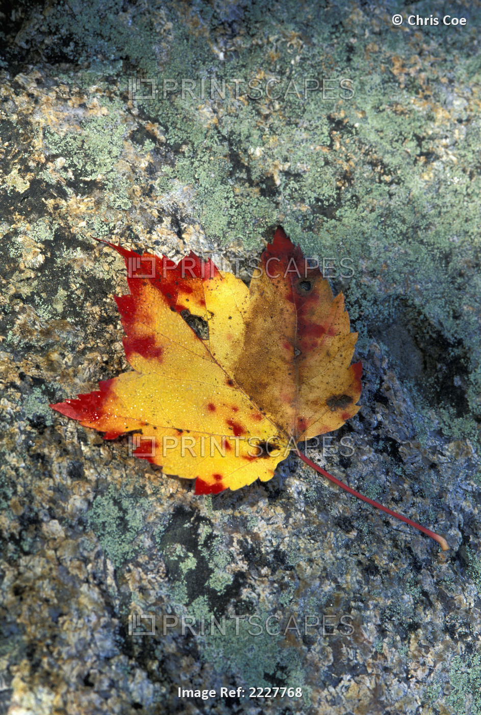 Usa, New Hampshire, Maple Leaf On Granite; White Mountains