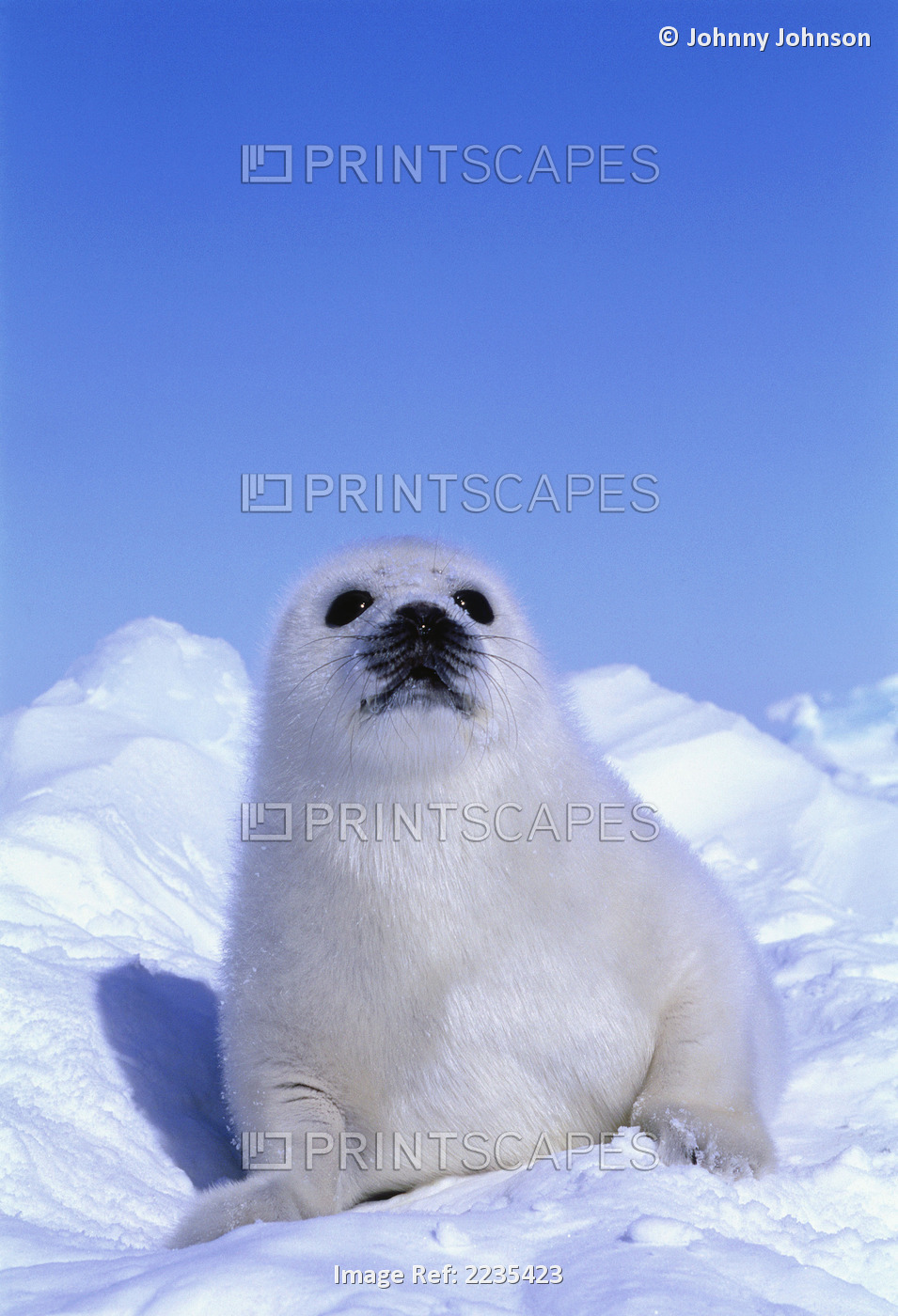 Harp Seal Pup On Ice/Gulf Of St. Lawrence Island/Magdalen Islands/Nova ...
