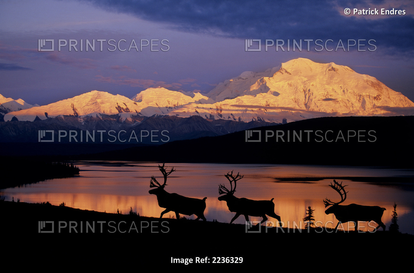 Silhouette Of Caribou Mt Mckinley Digital Composite Sunset Wonder Lake Dnp Ak