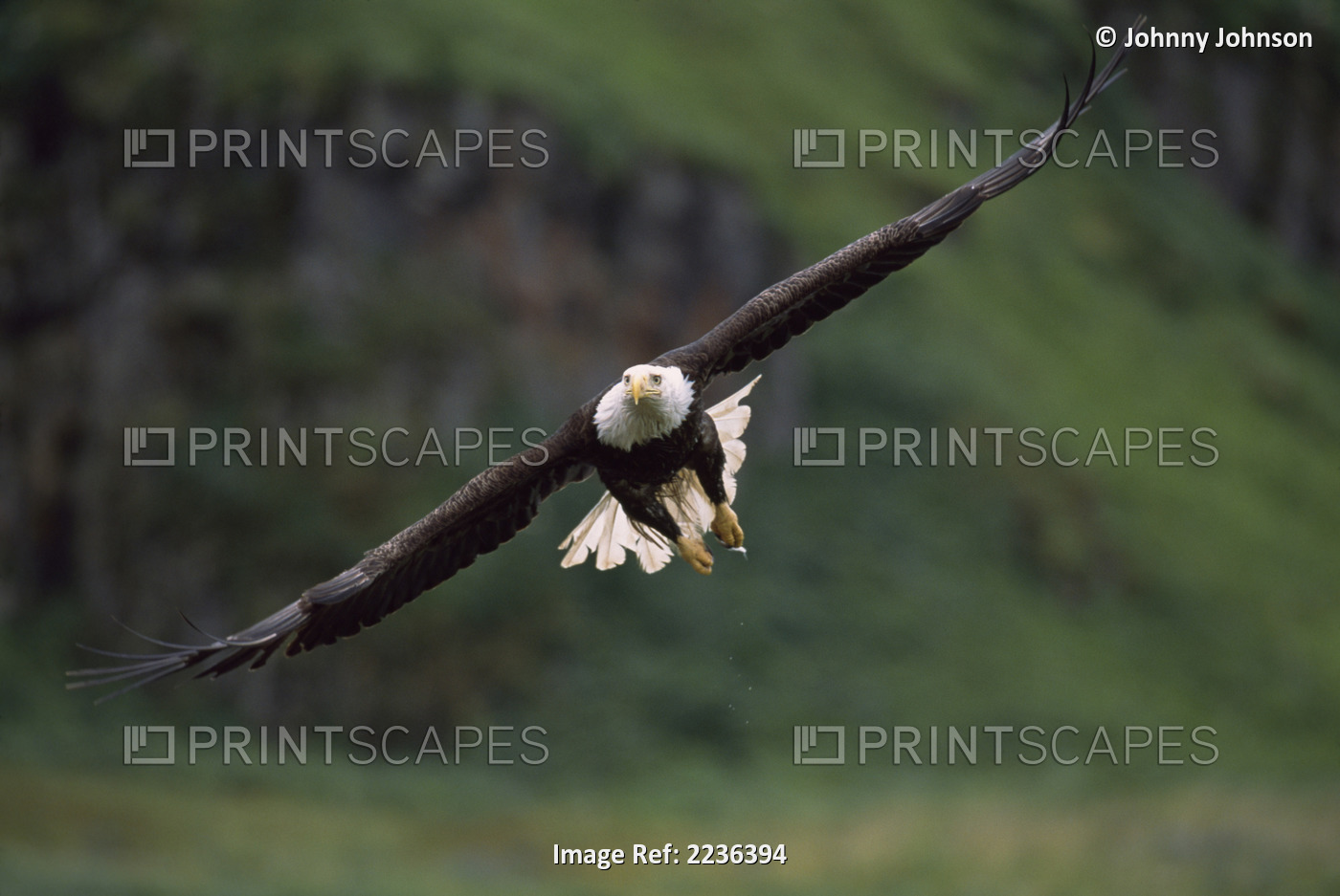 Bald Eagle In Flight Near Unalaska, Aleutian Islands, Southwest Alaska, Summer