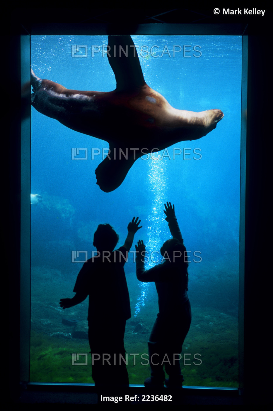 Silhouette Of Children Watching A Sea Lion In The Seward Sealife Center In ...