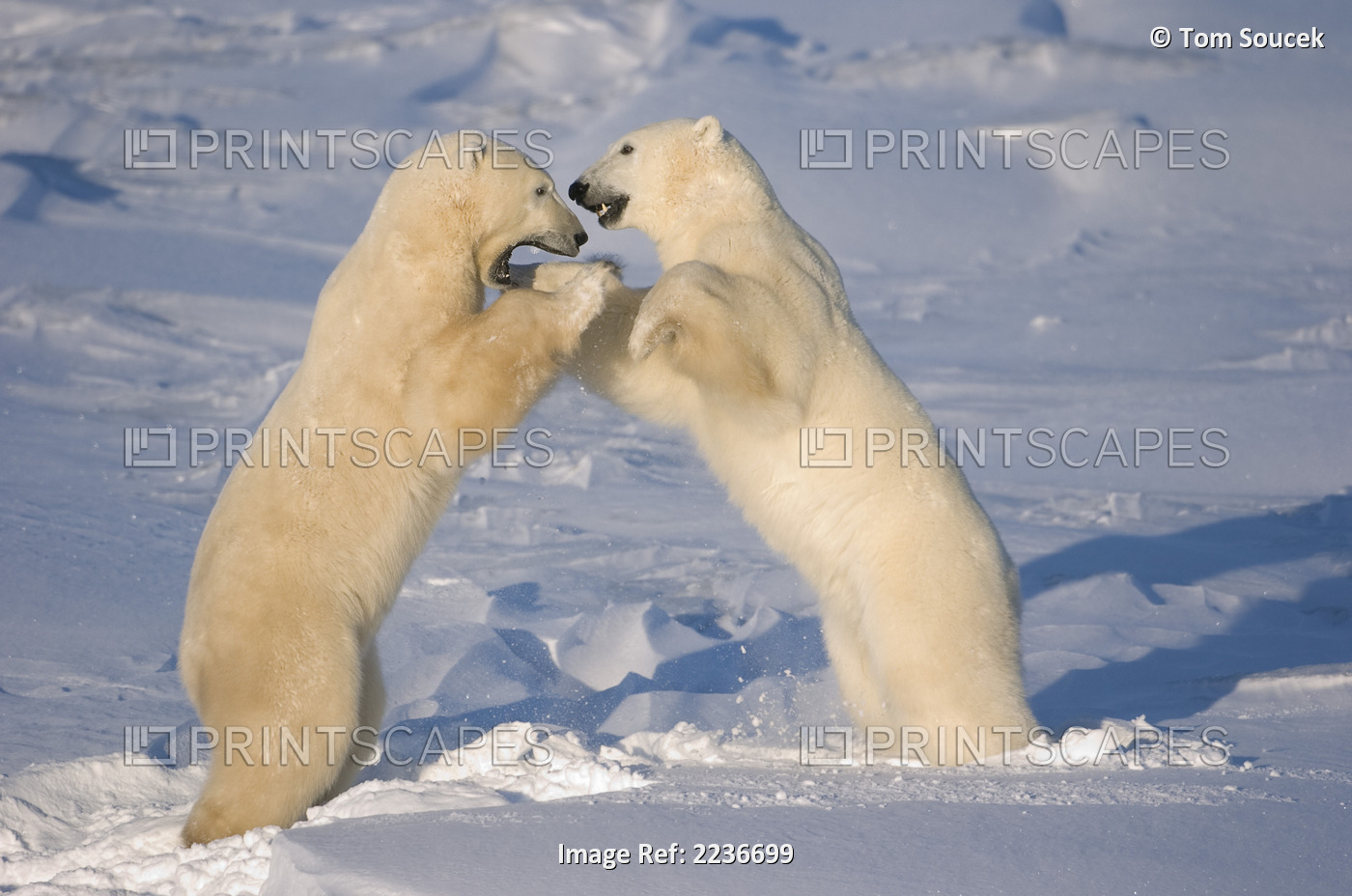 Polar Bears Wrestling And Play Fighting At Churchill, Manitoba, Canada.