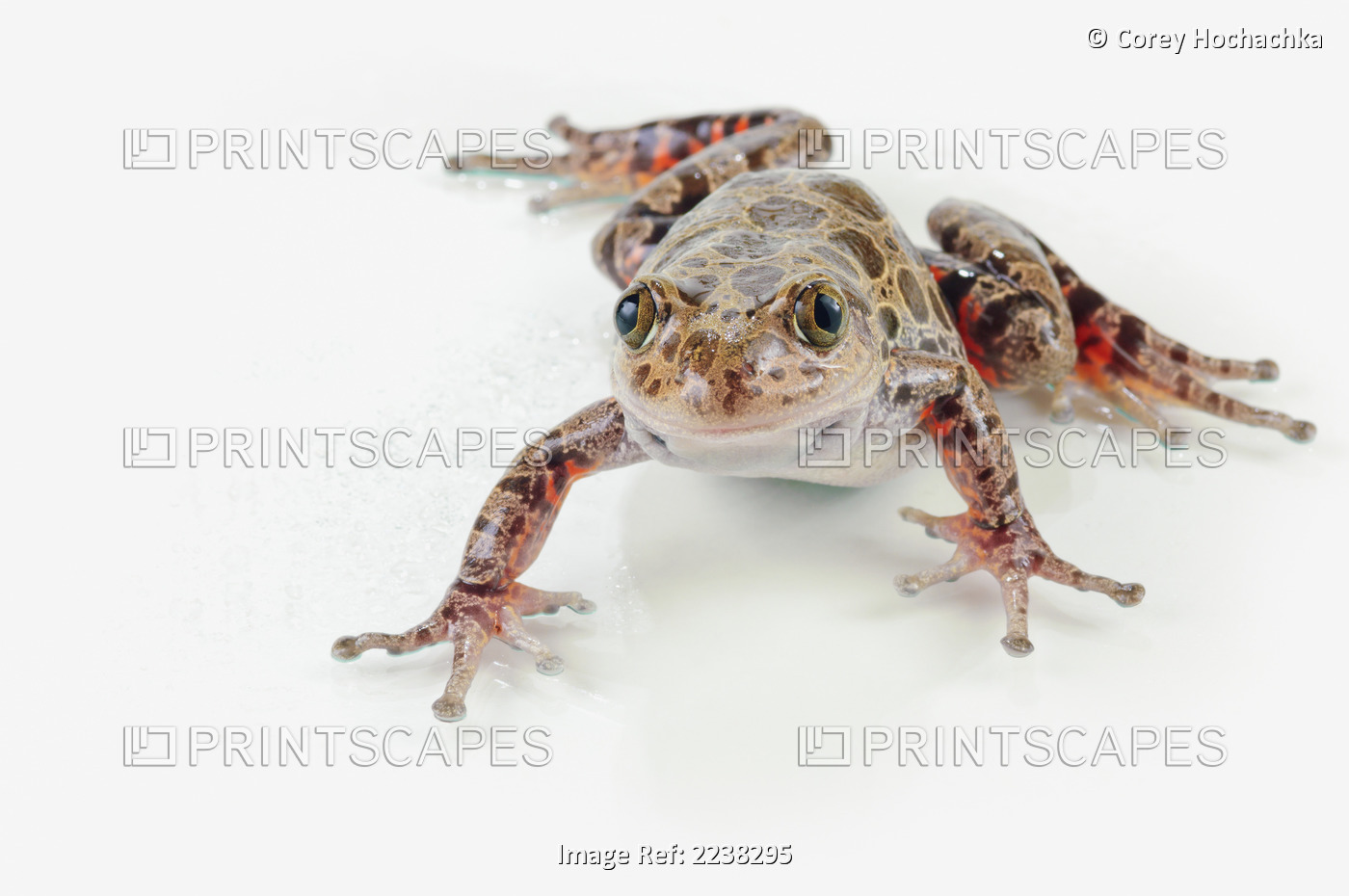 Fire-leg walking frog (kassina maculosa) on white background;St. albert alberta ...