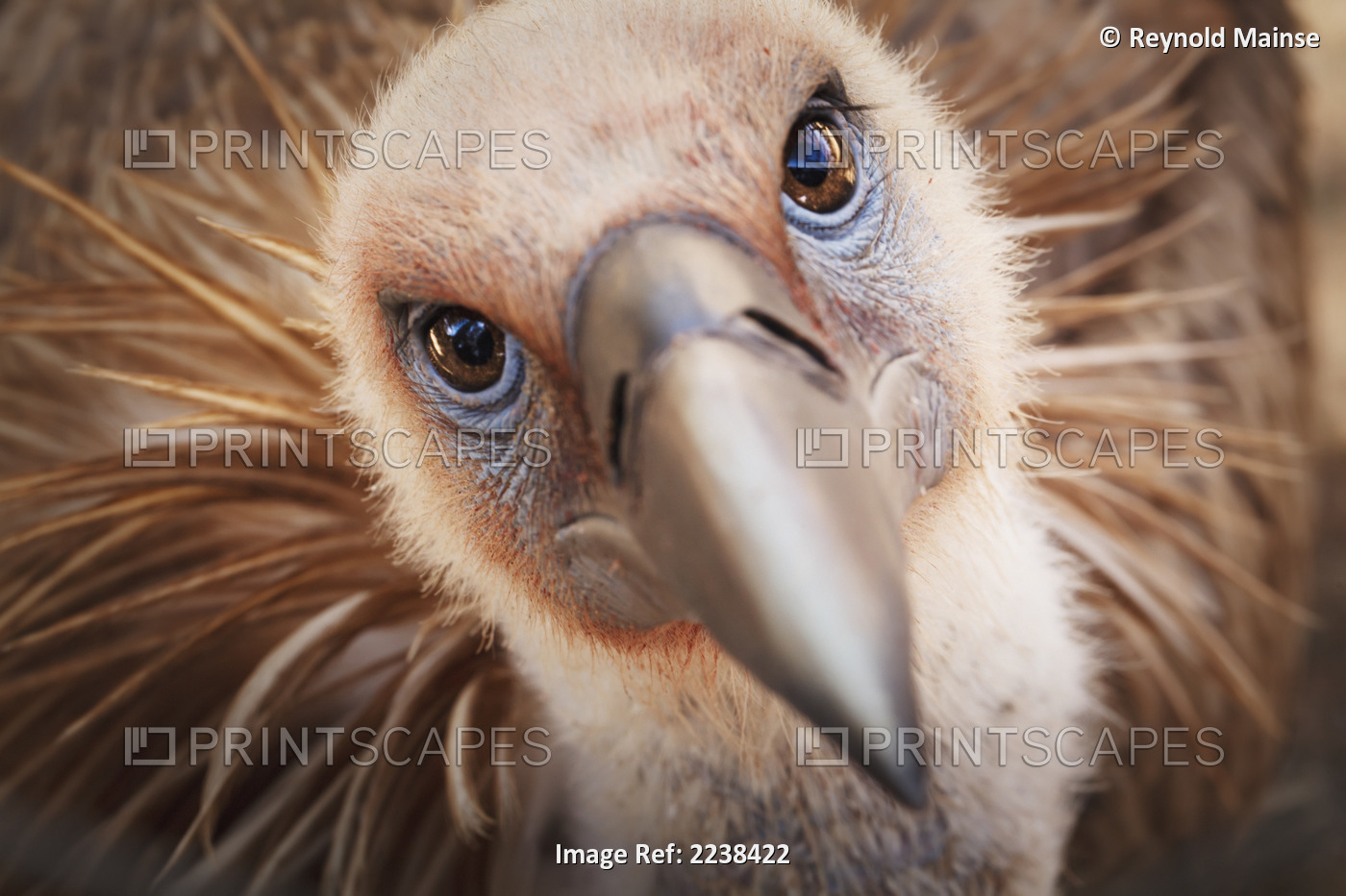 Griffon vulture (gyps fulvus);Israel