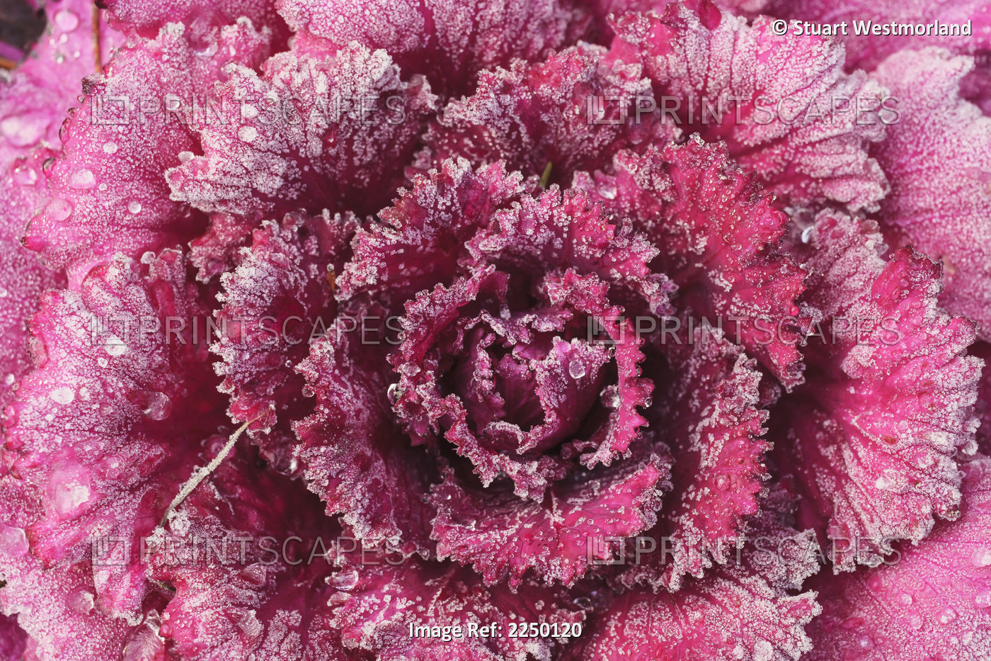 Purple cabbage on a frosty morning;Mill creek washington united states of ...