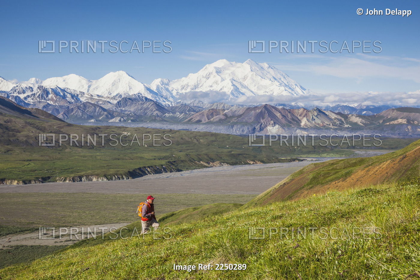 A Senior Male Hiker Walks Up A Mountain Slope On The Tundra With Mt. Mckinley ...