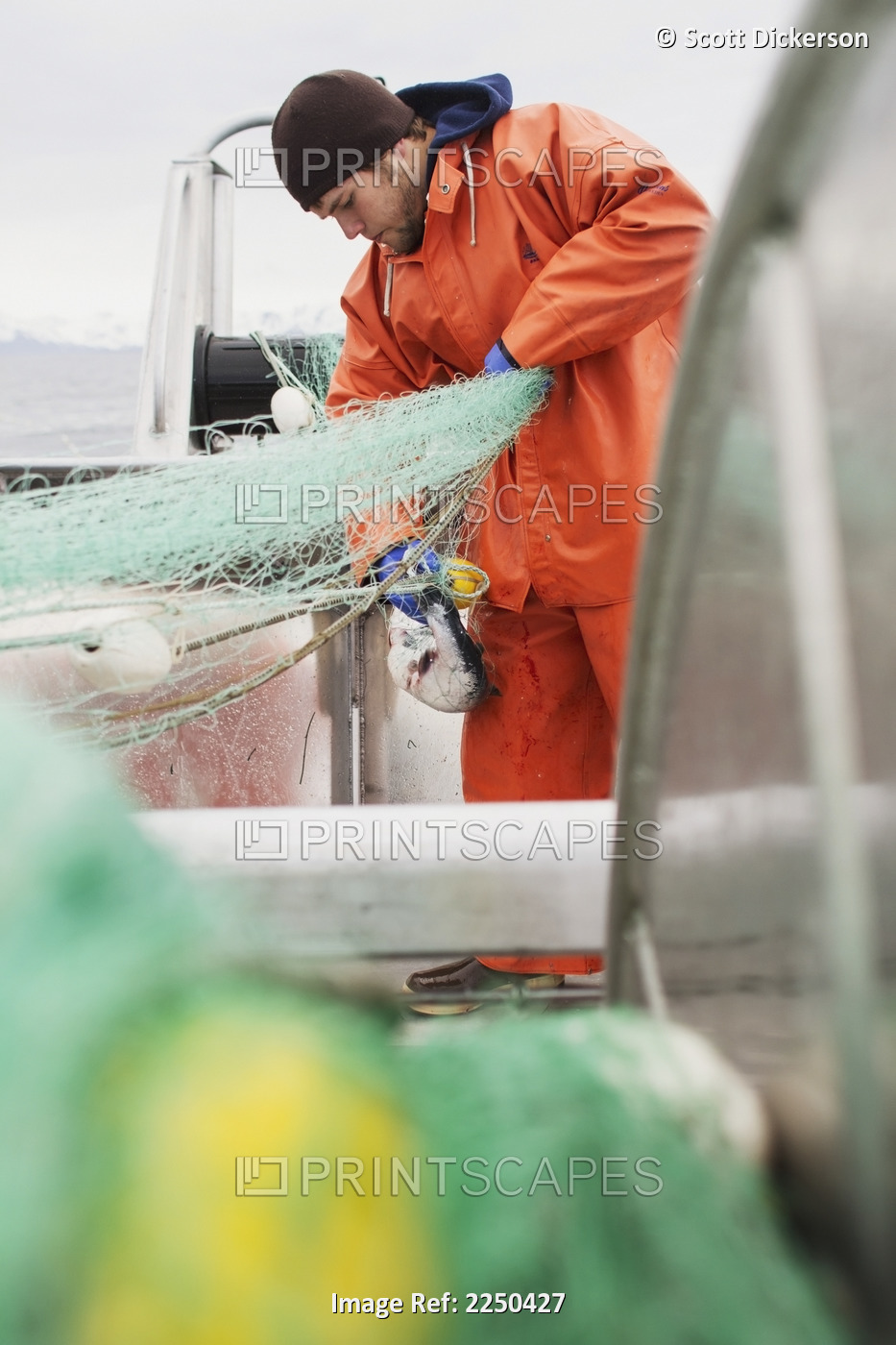 A Deckhand Picks Sockeye Salmon From The Net While Fishing The Copper River ...