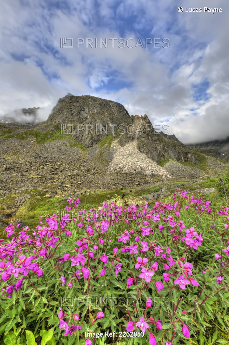 Dwarf Fireweed Blooms With The Talkeetna Mountains In Archangel Valley Hatcher ...