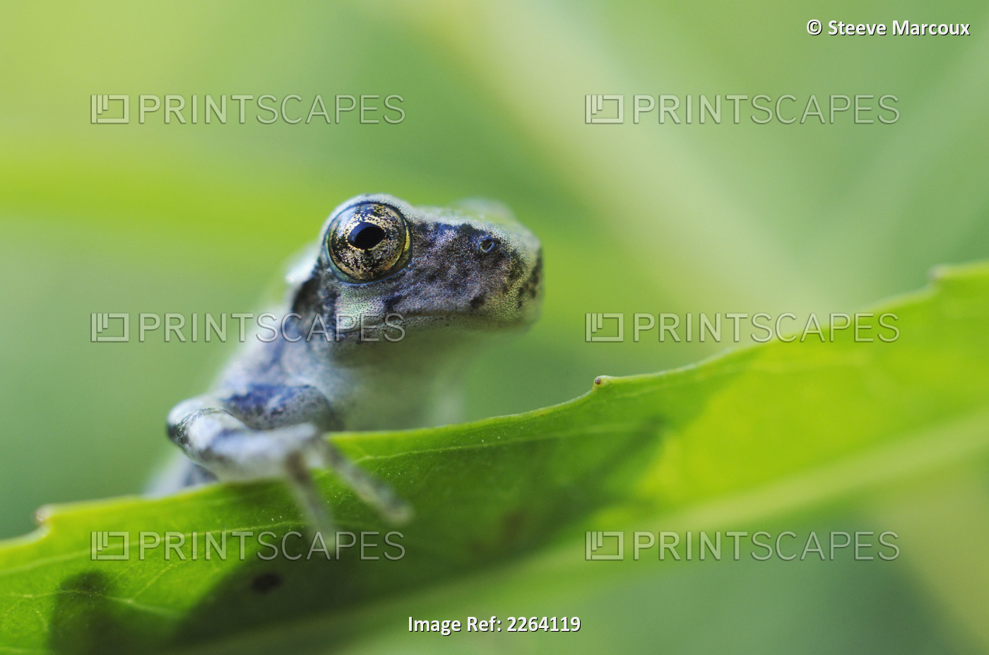 Young Gray Tree Frog; Les Cedres Quebec Canada