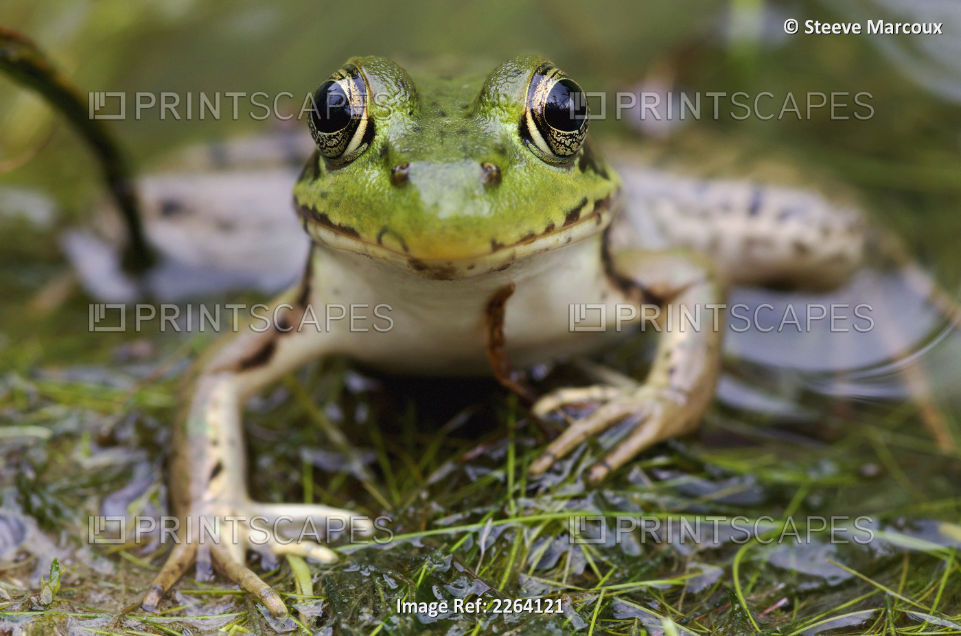 Green Frog; Vaudreuil Quebec Canada