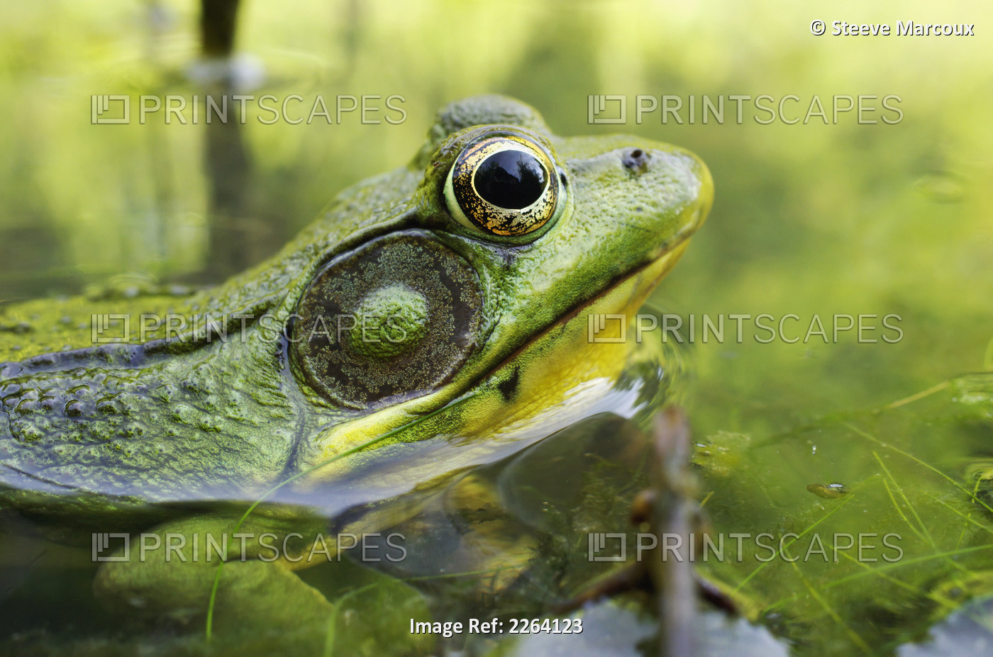 Green Frog Partly Submerged In Water; Vaudreuil Quebec Canada