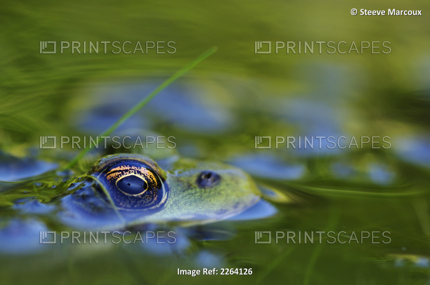 Green Frog Partly Submerged In Water; Vaudreuil Quebec Canada