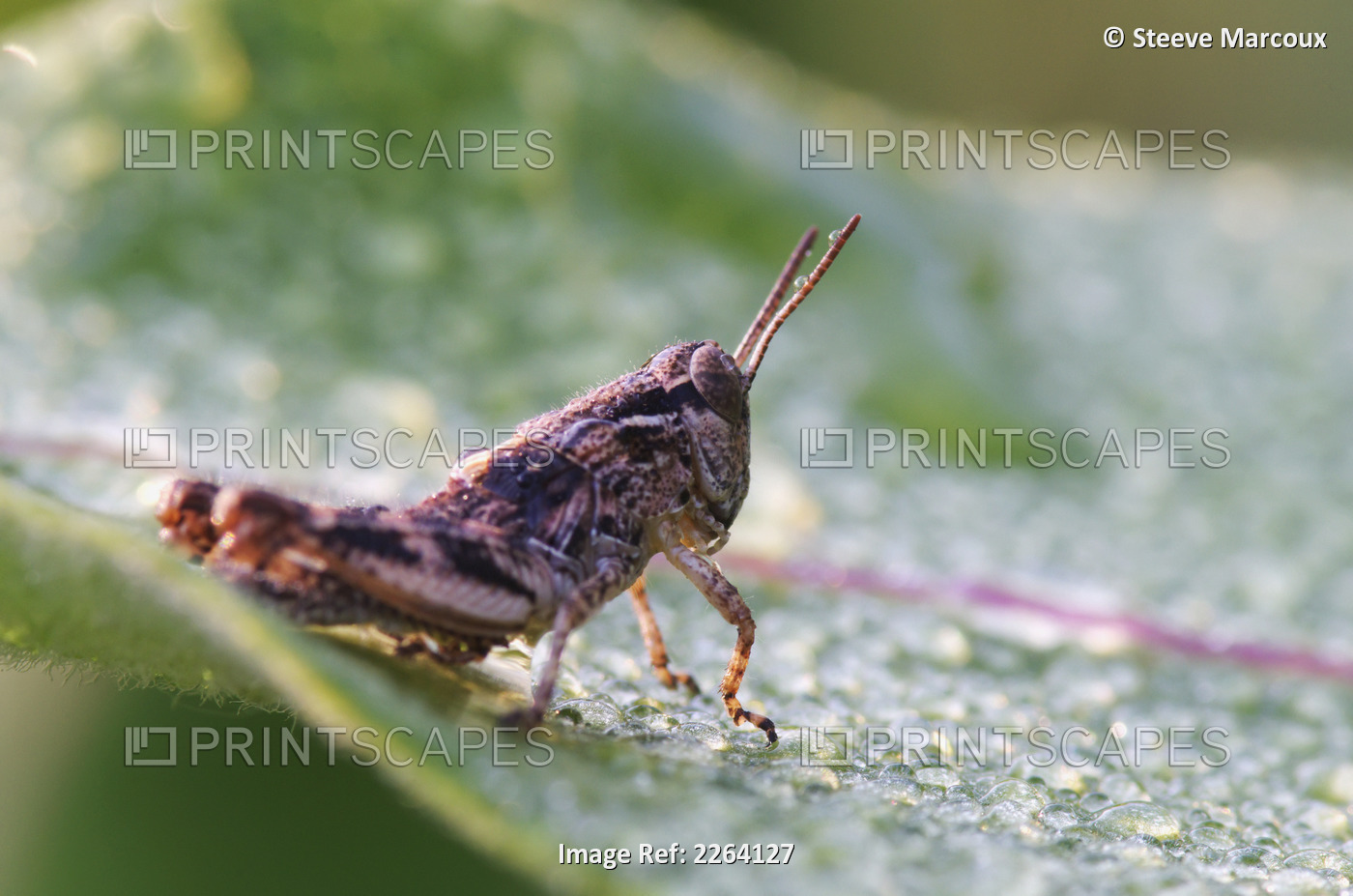 Grasshopper On A Dew Covered Plant; Les Cedres Quebec Canada