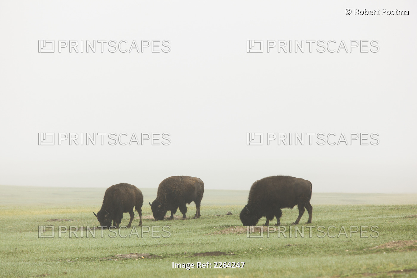 Bison eating grass in the mist badlands national park; south dakota usa