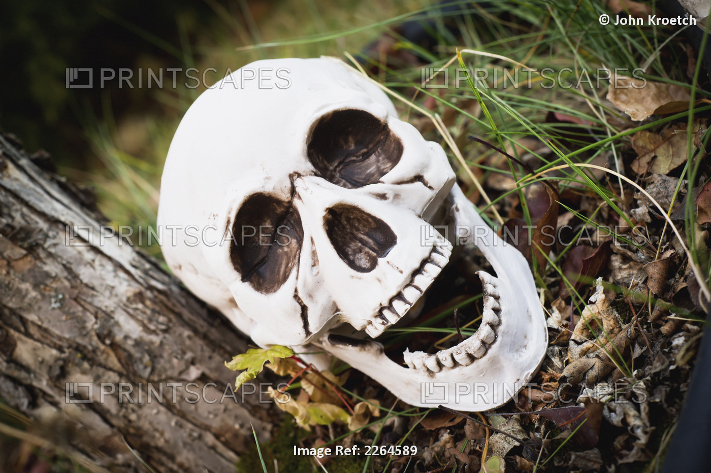 Decorative skull at halloween;Millet alberta canada