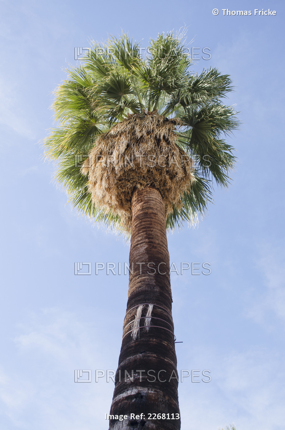 Low Angle View Of A Palm Tree Against A Blue Sky; Palm Springs California ...