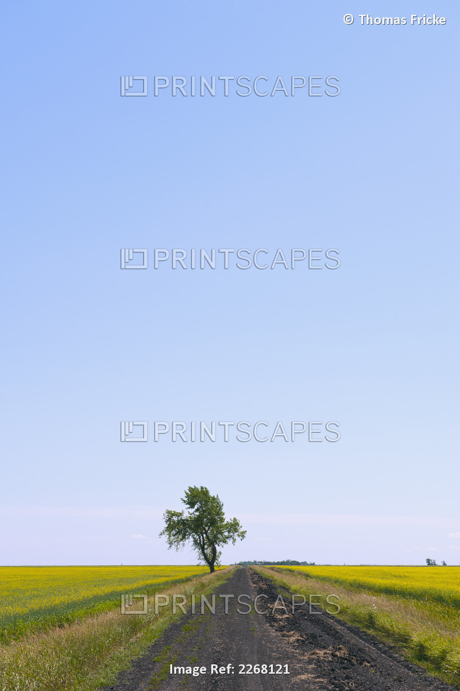 Gravel Road In Between Canola Fields With A Single Tree In The Centre; Portage ...