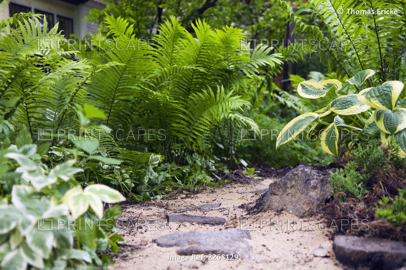 Home garden with ferns on a pathway; winnipeg manitoba canada