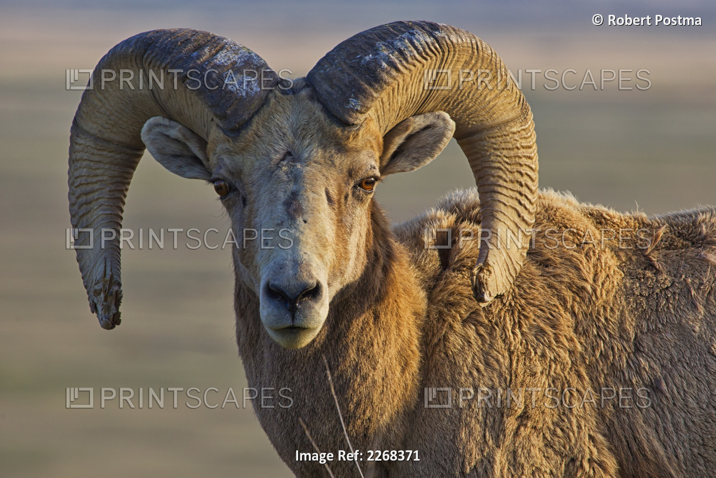 Bighorn sheep badlands national park; south dakota united states of america