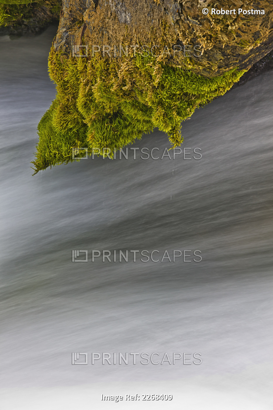 Water flowing under a moss covered branch; black hills region south dakota ...