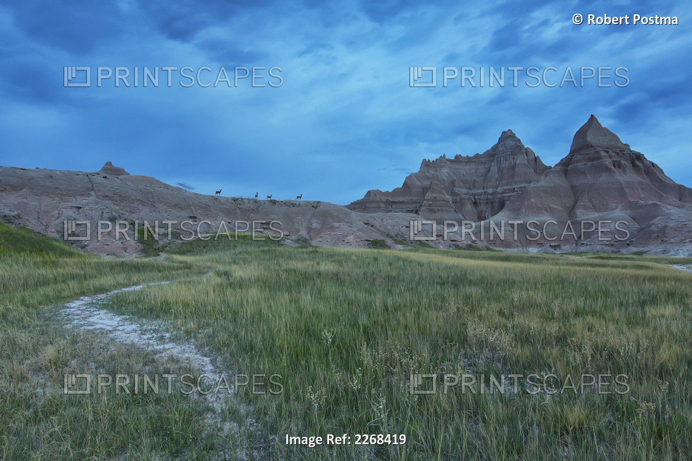 Early morning in badlands national park with deer on a ridge silhouetted ...