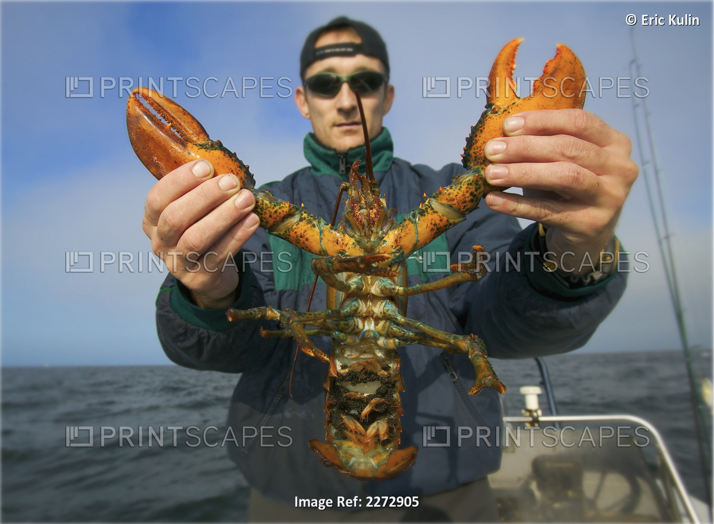 Man holding atlantic lobster; boston massachusetts usa