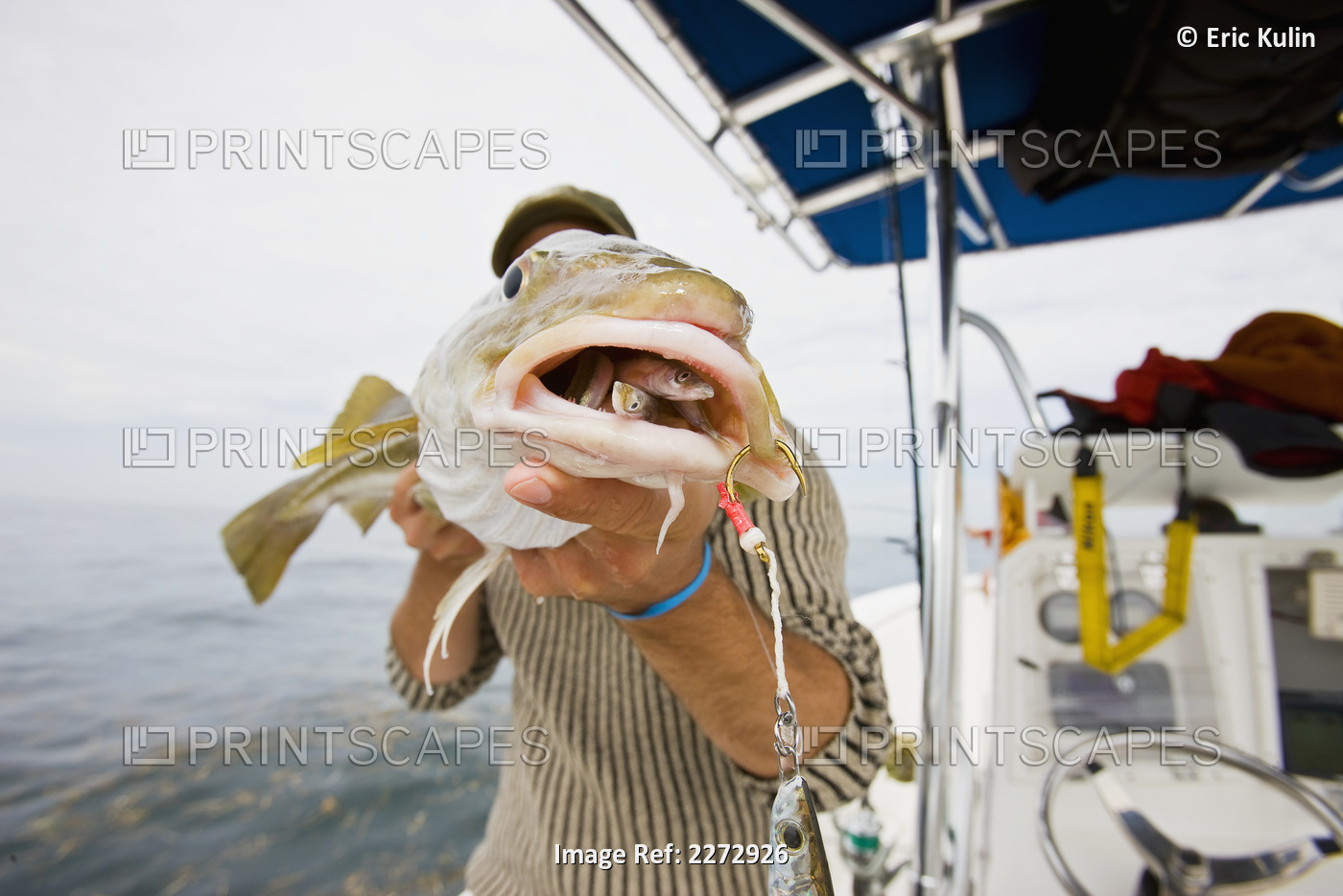 Man holding a cod fish caught on stellwagen bank national marine sanctuary; ...