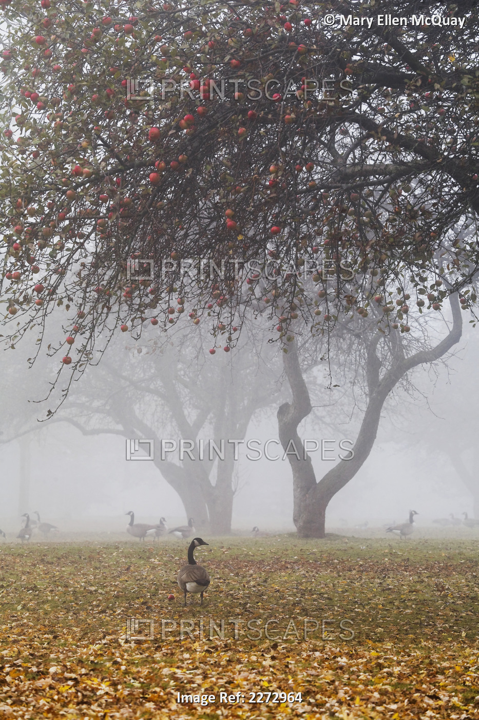 Canada geese sheltering under apple trees on a misty autumn morning; ontario ...