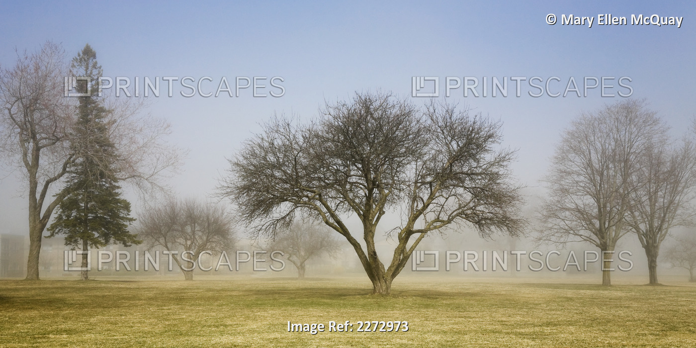 Trees shrouded in mist in springtime; ontario canada