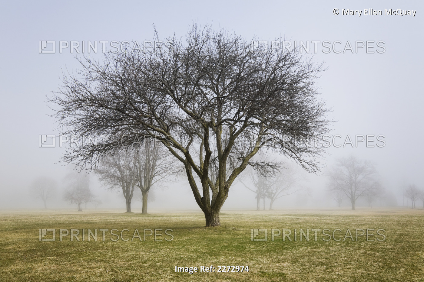 Trees shrouded in mist in springtime; ontario canada