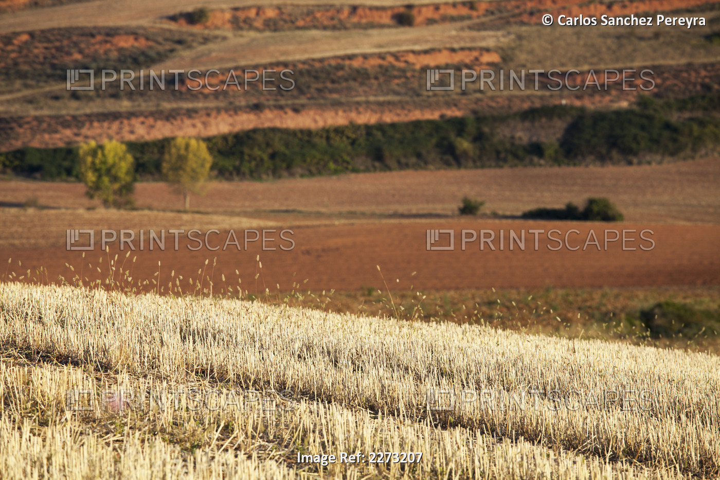 Fields in landscape; La rioja spain