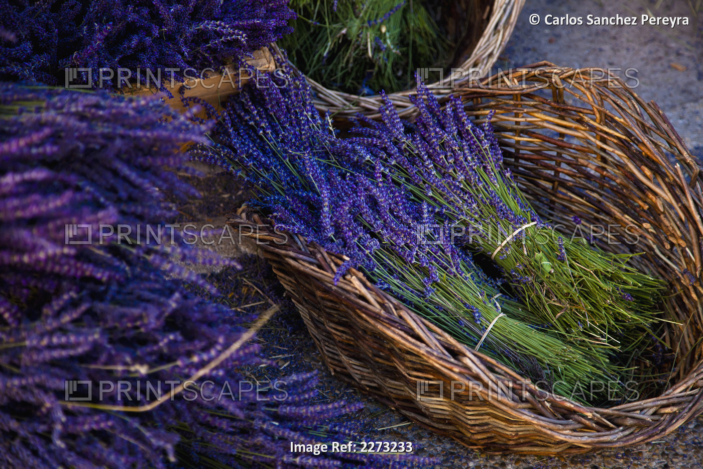 Lavender cut and tied in bundles in a basket; Sault vaucluse provence france