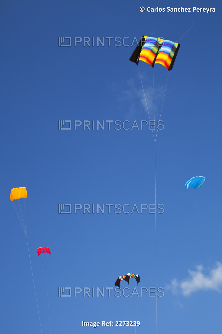 Kites flying against a blue sky for the international kite festival; Ostend ...